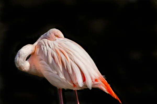 Niedlichen Rosa Flamingo Isoliert Auf Schwarzem Hintergrund — Stockfoto