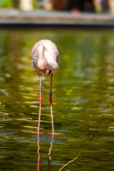 Parktaki Suda Tatlı Pembe Flamingolar — Stok fotoğraf
