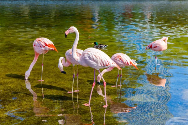 Χαριτωμένο Ροζ Φλαμίνγκο Στο Νερό Στο Πάρκο — Φωτογραφία Αρχείου