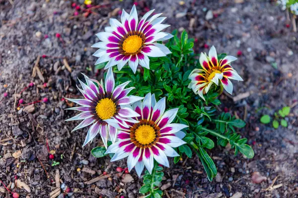 Květiny Čerstvé Jarní Květiny Zahradě Místním Parku — Stock fotografie