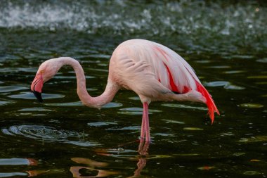 Parktaki suda tatlı pembe flamingo.