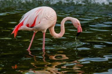 Parktaki suda tatlı pembe flamingo.