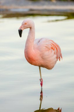 Parktaki suda tatlı pembe flamingo.
