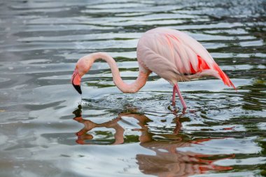 Parktaki suda tatlı pembe flamingo.