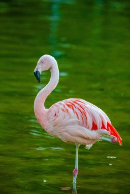 Parktaki suda tatlı pembe flamingo.