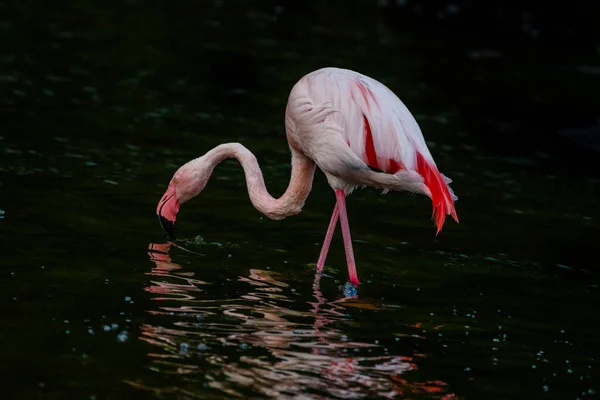 Schattig Roze Flamingo Het Water Park — Stockfoto