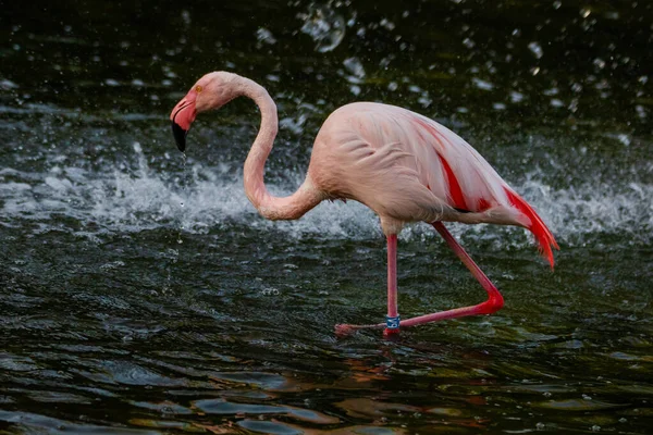 귀여운 분홍빛 플라밍고가 — 스톡 사진