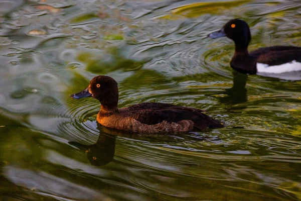 在小湖中游泳的野鸭 — 图库照片