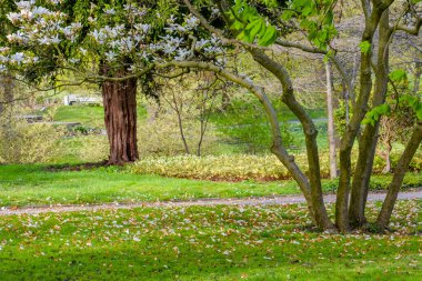 Yerel parktaki bahçede taze bahar çiçekleri.
