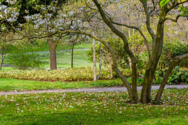 Yerel parktaki bahçede taze bahar çiçekleri.