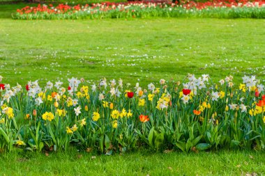 Bahçede taze bahar lale çiçekleri açıyor.