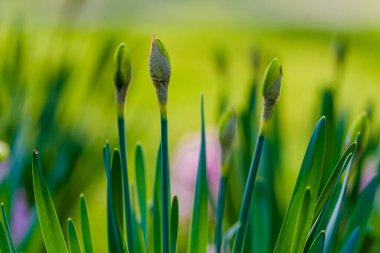 Bahçede taze bahar lale çiçekleri açıyor.