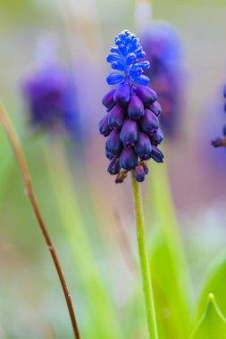 Yerel parktaki bahçede taze bahar çiçekleri.