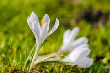 Yerel parktaki bahçede taze bahar çiçekleri.