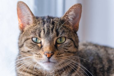 Şirin kedi kafaya yakın çekim. poz.