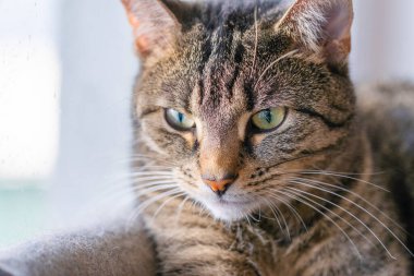 Şirin kedi kafaya yakın çekim. poz.