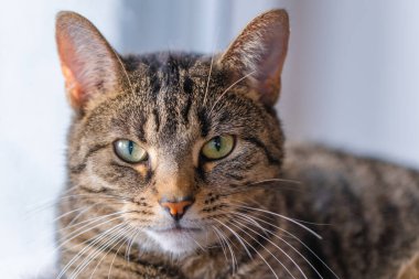 Şirin kedi kafaya yakın çekim. poz.