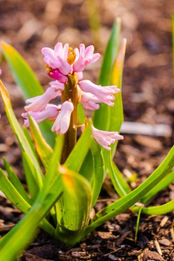 Yerel parktaki bahçede taze bahar çiçekleri.