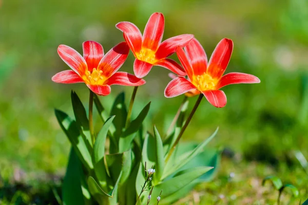 Florescer Flores Tulipa Primavera Fresca Jardim — Fotografia de Stock