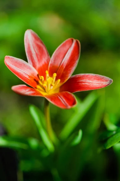 Květiny Čerstvé Jarní Tulipán Květiny Zahradě — Stock fotografie