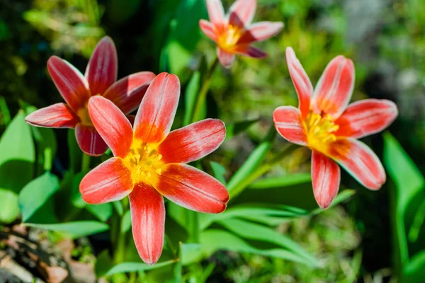 Kwitną Świeże Wiosenne Kwiaty Tulipanów Ogrodzie — Zdjęcie stockowe