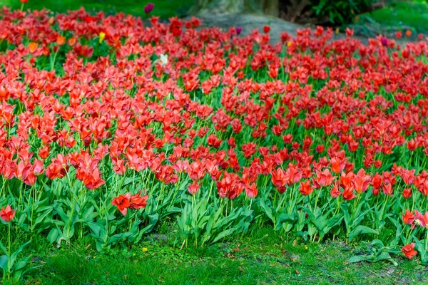 Flores Frescas Tulipán Primavera Jardín —  Fotos de Stock