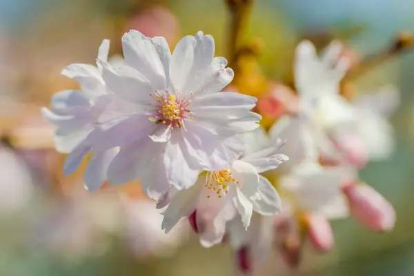 Virág Friss Tavaszi Virágok Kertben Helyi Parkban — Stock Fotó