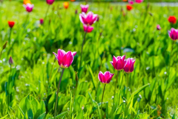 Цветение Свежие Весенние Цветы Тюльпан Саду — стоковое фото