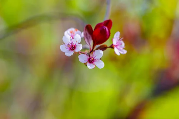 stock image blossom fresh spring flowers in garden at local park