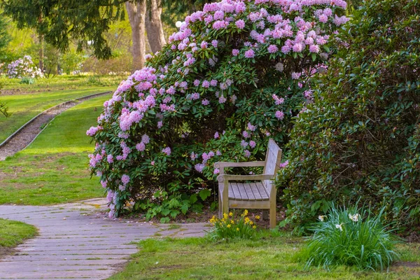 Fleurir Des Fleurs Fraîches Printemps Dans Jardin Parc Local — Photo