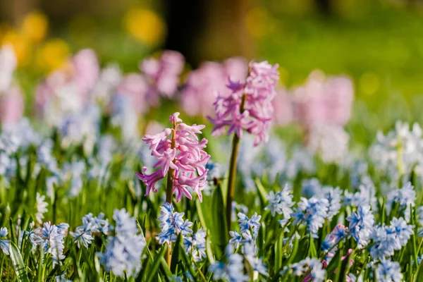 Virág Friss Tavaszi Virágok Kertben Helyi Parkban — Stock Fotó