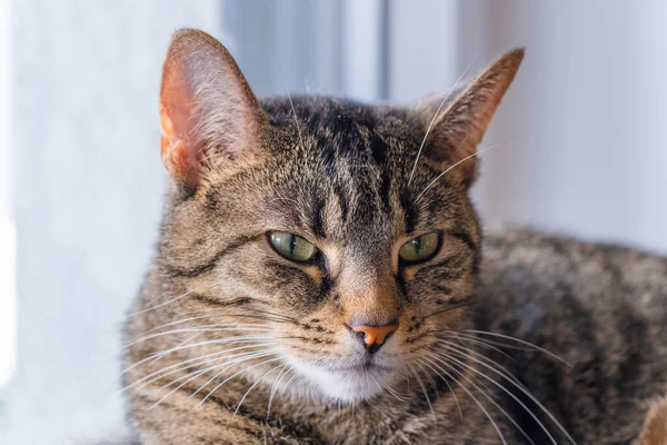 stock image cute cat close-up head shot. posing.