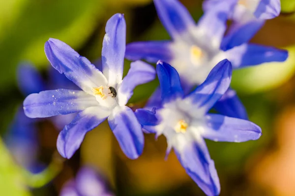Květiny Čerstvé Jarní Květiny Zahradě Místním Parku — Stock fotografie