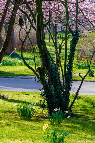 Florecen Flores Frescas Primavera Jardín Del Parque Local —  Fotos de Stock
