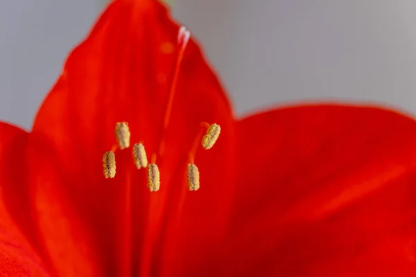 Floraison Printemps Rouge Flower Macro Tir Sur Les Feuilles — Photo