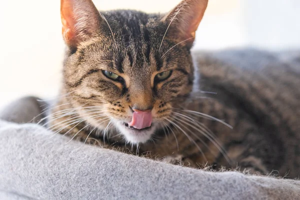 Şirin kedi kafaya yakın çekim. poz.