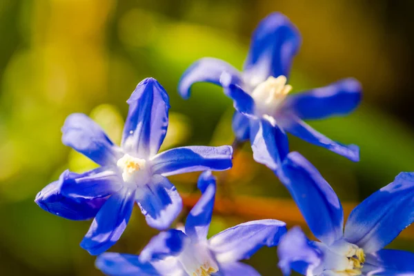 Ανθίζουν Φρέσκα Ανοιξιάτικα Λουλούδια Στον Κήπο Στο Τοπικό Πάρκο — Φωτογραφία Αρχείου