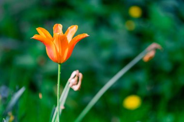 Bahçede taze bahar lale çiçekleri açıyor.