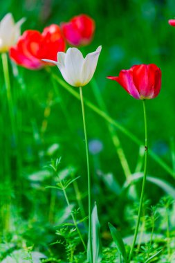 Bahçede taze bahar lale çiçekleri açıyor.