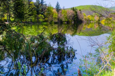 İlkbaharda çiçek açan ağaçlar ve suda güzel yansımalar.