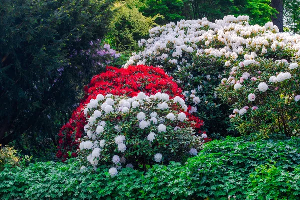 stock image blossom fresh spring flowers in garden at local park