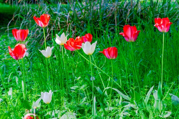 Fioritura Fiori Tulipano Primaverili Freschi Giardino — Foto Stock