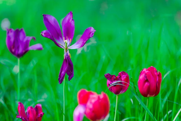 Ανθίζουν Φρέσκα Ανοιξιάτικα Λουλούδια Τουλίπας Στον Κήπο — Φωτογραφία Αρχείου