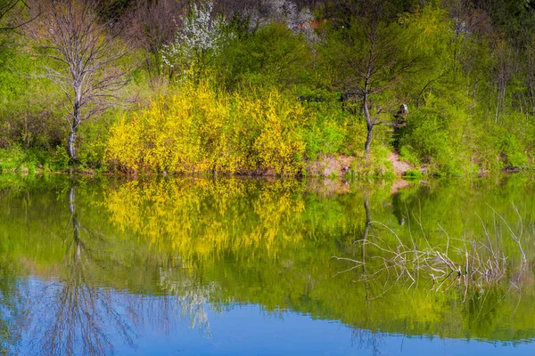 Цветущие Деревья Весной Красивыми Отражениями Воде — стоковое фото