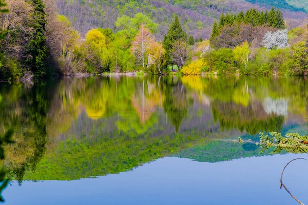 Bloesem Bomen Het Voorjaar Met Mooie Reflecties Het Water — Stockfoto