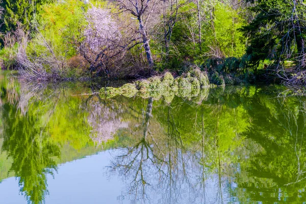 Blossom Trees Spring Nice Reflections Water — Stock Photo, Image