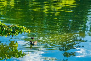 Amerikan yaban ördeği kuşu ve yeşil su gölünde şirin bir bebek.