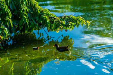 Amerikan yaban ördeği kuşu ve yeşil su gölünde şirin bir bebek.