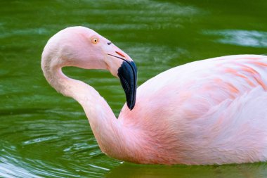 Parktaki suda tatlı pembe flamingo.