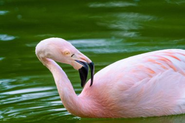 Parktaki suda tatlı pembe flamingo.